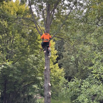 Daniel’s Tree Service - Tree Services Near Me