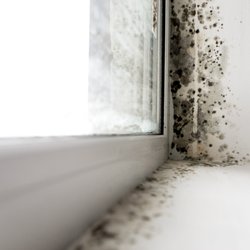 Affordable Restoration - Mold damage restoration.