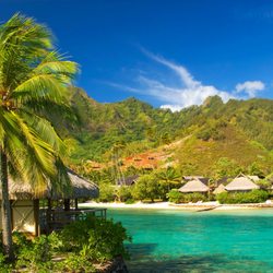 Starfarms Tree Service - Beautifying hawaii