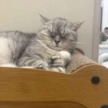 Espurresso Cat Cafe - Cafes Near Me - Bayside, New York