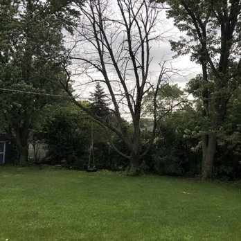 Lulic Tree Service - This is the poor tree they took down. Price was very reasonable. - Tree Services Near Me - Countryside, Illinois Lulic Tree Service - This is the poor tree they took down. Price was very reasonable. - Tree Services Near Me - Countryside, Illinois