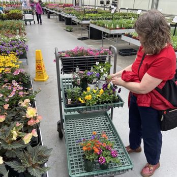 Longfellow's Greenhouses - Nice carts to move your plants around - Nurseries & Gardening Near Me - Manchester, Maine Longfellow's Greenhouses - Nice carts to move your plants around - Nurseries & Gardening Near Me - Manchester, Maine