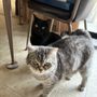 Photo of Pet Health Clinic