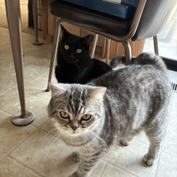 Pet Health Clinic - Tiki (silver British Shorthair) & Daisy (black Domestic Shorthair)