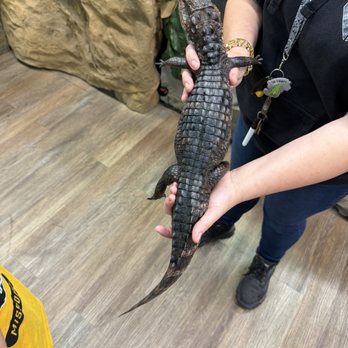 The Reptile Room - Reptile Shops Near Me - Ballwin, Missouri