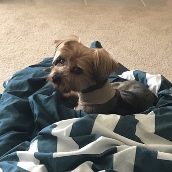 R-Tailz-R-Waggin Too - Him bandaged up for weeks - Pet Groomers Near Me - Kenner, Louisiana R-Tailz-R-Waggin Too - Him bandaged up for weeks - Pet Groomers Near Me - Kenner, Louisiana