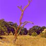 Photo of Bishop Ranch Regional Preserve