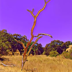 Bishop Ranch Regional Preserve - Red Hawk Trail