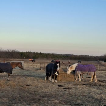 Galaxy Riding School - Ripley, Apollo and Eirwen on a frost morning! - Horseback Riding Near Me - Farmersville, Texas Galaxy Riding School - Ripley, Apollo and Eirwen on a frost morning! - Horseback Riding Near Me - Farmersville, Texas