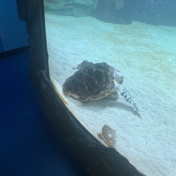SEA LIFE Grapevine Aquarium - Aquariums Near Me - Grapevine, Texas SEA LIFE Grapevine Aquarium - Aquariums Near Me - Grapevine, Texas