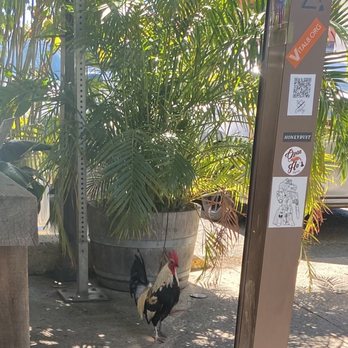 Leahi Health Kaimuki - Rooster - Juice Bars & Smoothies Near Me - Honolulu, Hawaii Leahi Health Kaimuki - Rooster - Juice Bars & Smoothies Near Me - Honolulu, Hawaii