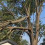 Photo of Tree & Snow Services