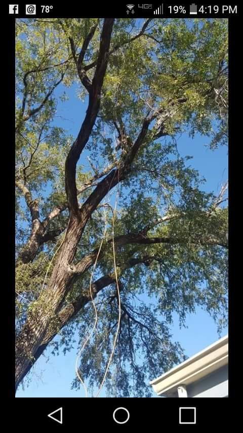 Squirrels Lawn and Tree Service - tree service in Wichita, KS