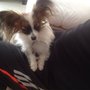 Photo of AirVets Pet Relocation