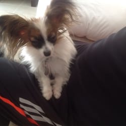 AirVets Pet Relocation - Lola. In Saudi Arabia with her family.