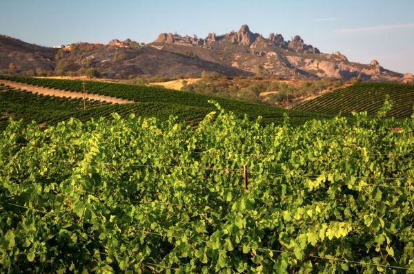 Chalone Vineyard by null