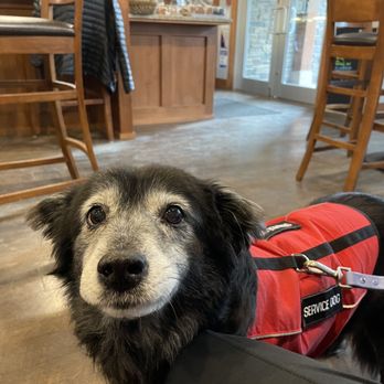 Black Dog Cafe - My baby girl enjoying some warmth and treats here! - Cafes Near Me - Canmore, Alberta