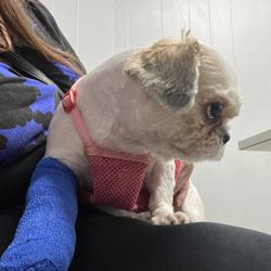 Dee's Dog Grooming & Boutique