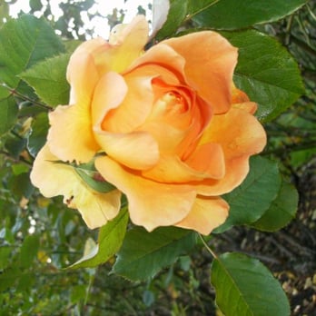 Rose Garden - Parks Near Me - San Francisco, California Rose Garden - Parks Near Me - San Francisco, California