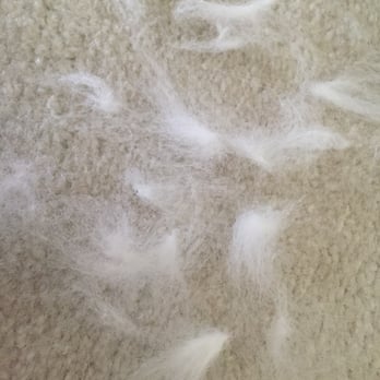 Bark Williams - Matted hair found on my dogs chest - Pet Stores Near Me - Santa Monica, California
