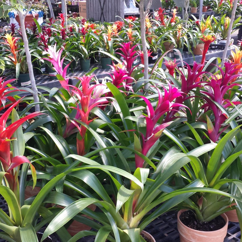 Cornelius Nursery - First rate selection, with plant labels. - Nurseries & Gardening Near Me - Houston, Texas Cornelius Nursery - First rate selection, with plant labels. - Nurseries & Gardening Near Me - Houston, Texas