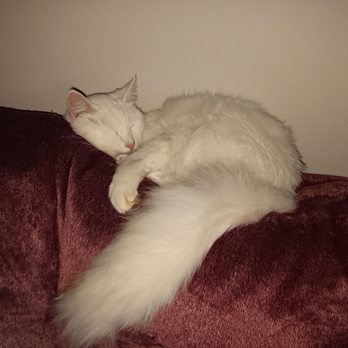 Dr Danielle, In Home Pet Euthanasia - Polar - Veterinarians Near Me