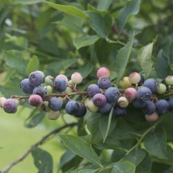 Buffalo Creek Berry Farm