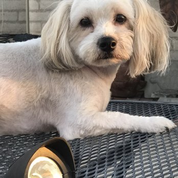 Top Paw Grooming - BeBe - Pet Groomers Near Me - Tucson, Arizona Top Paw Grooming - BeBe - Pet Groomers Near Me - Tucson, Arizona