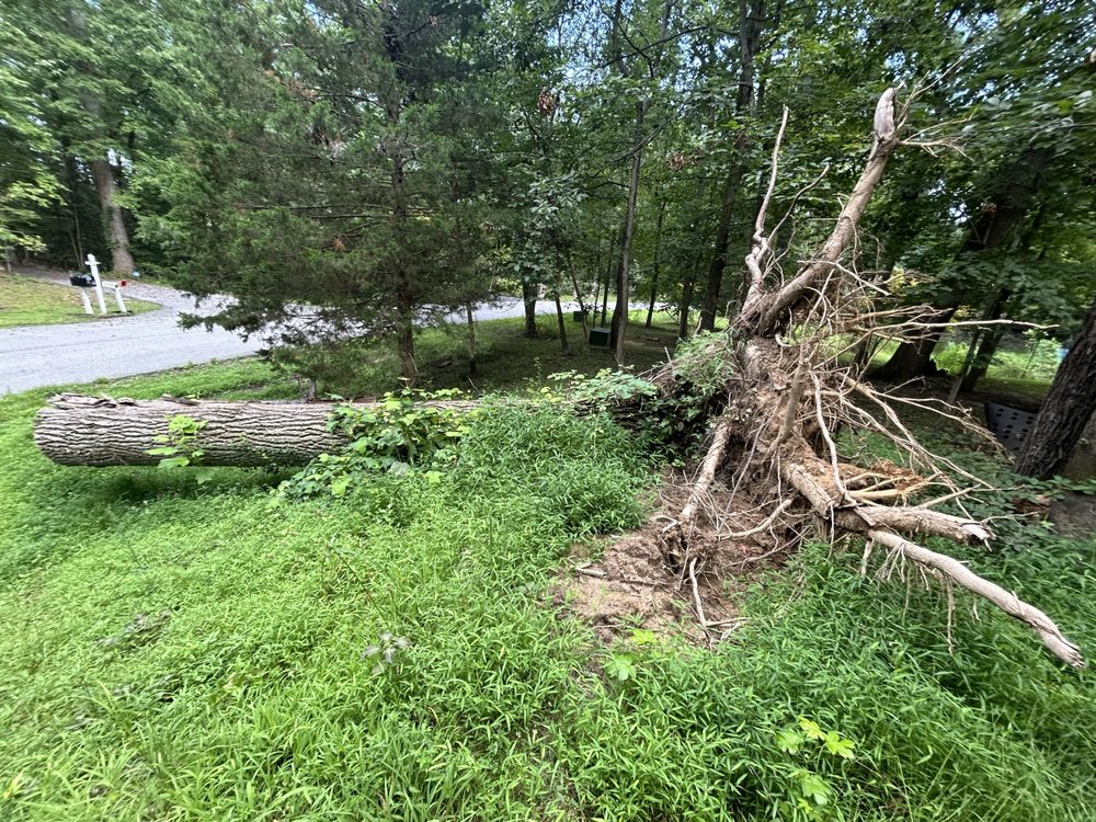 JV Landscape And Tree Services - tree service in Annapolis, MD