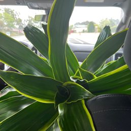Indoor plant .