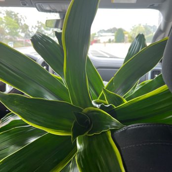 Armstrong Garden Centers - Indoor plant . - Nurseries & Gardening Near Me - Encinitas, California