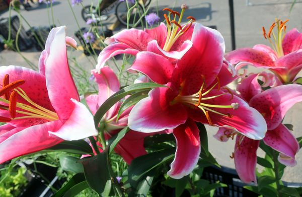 Fredericton Boyce Farmers Market by null