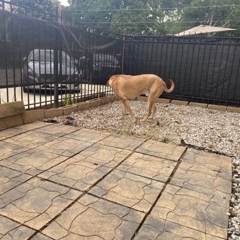 Sun Landscape - a dog in a fenced in area - Pressure Washers Near Me - Chicago IL, Illinois