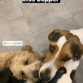 What's Up Dog - Insta stories so you can see your pup during the day! - Pet Boarding Near Me - Brooklyn, New York What's Up Dog - Insta stories so you can see your pup during the day! - Pet Boarding Near Me - Brooklyn, New York
