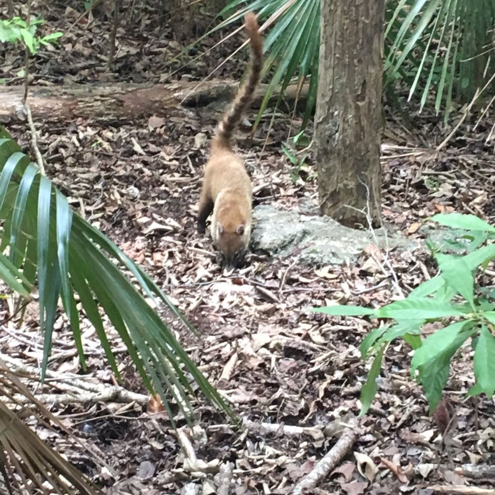 Parque Urbano Kabah - A coati! - Parks Near Me - Cancún, ROO