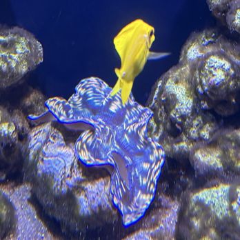 Waikiki Aquarium - Aquariums Near Me - Honolulu, Hawaii Waikiki Aquarium - Aquariums Near Me - Honolulu, Hawaii