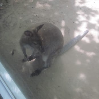 Cohanzick Zoo - Wallaby - Zoos Near Me - Bridgeton, New Jersey