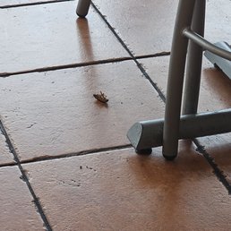 Big dead bug. Big dead bug.