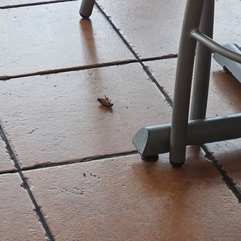 El Pollo Loco - Big dead bug. - Fast Food Near Me - Gilbert, Arizona El Pollo Loco - Big dead bug. - Fast Food Near Me - Gilbert, Arizona