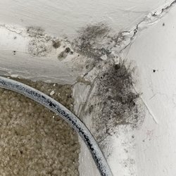 Core 3 Landscaping, Maintenance & Construction Services - Black mold in my bedroom.