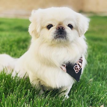 Baxters Pet Grooming - Pet Groomers Near Me - Lancaster, California Baxters Pet Grooming - Pet Groomers Near Me - Lancaster, California