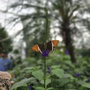 Niagara Parks Butterfly Conservatory - Zoos Near Me - Niagara Falls, Ontario