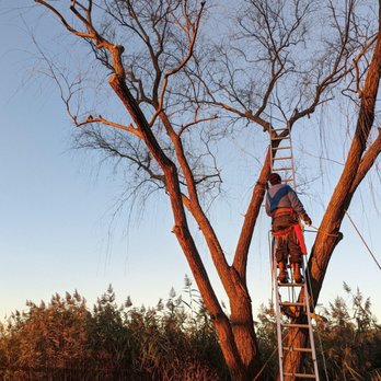 Paddy Tree Experts - Tree Services Near Me - Shady Side, Maryland Paddy Tree Experts - Tree Services Near Me - Shady Side, Maryland