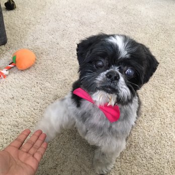 Sweet Pea Grooming - Pet Groomers Near Me - San Diego, California
