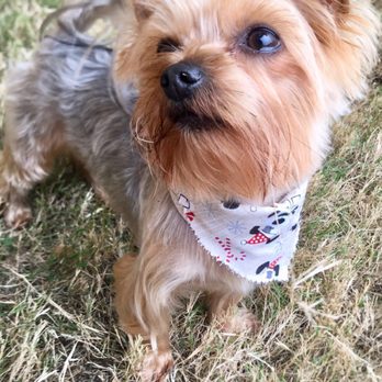 Woofs Pet Salon - Archie looking spiffy after his appointment at Woof's Pet Salon in Lakeway, TX. - Pet Groomers Near Me - Lakeway, Texas Woofs Pet Salon - Archie looking spiffy after his appointment at Woof's Pet Salon in Lakeway, TX. - Pet Groomers Near Me - Lakeway, Texas