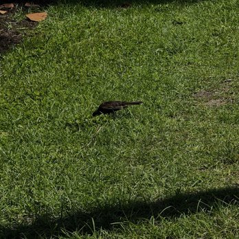Ocean Drive - Wildlife; Great-tailed grackle - Landmarks & Historical Buildings Near Me - Miami Beach, Florida Ocean Drive - Wildlife; Great-tailed grackle - Landmarks & Historical Buildings Near Me - Miami Beach, Florida