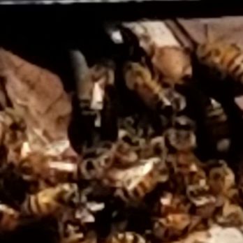 Bee Gone Bee Removal Service - My bees 6/20/19 - Pest Control Near Me