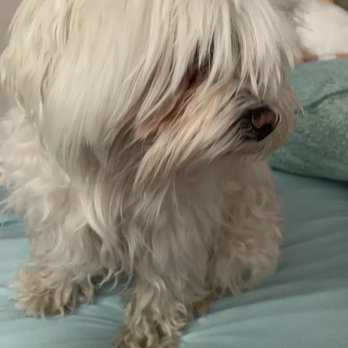 Mr Groomer Mobile - Before - Pet Groomers Near Me Mr Groomer Mobile - Before - Pet Groomers Near Me