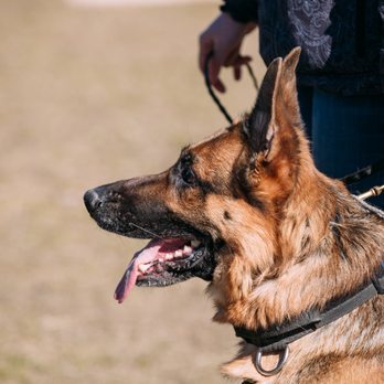 Dog Harmony - Dog Training Wigan - Pet Training Near Me - Skelmersdale, LAN