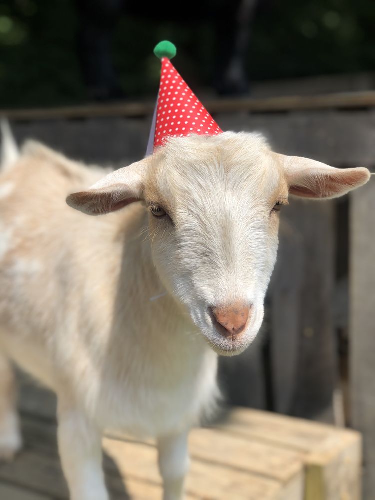 DANDELIONS YOGA Updated June 2024 Request Information 11107 Easum